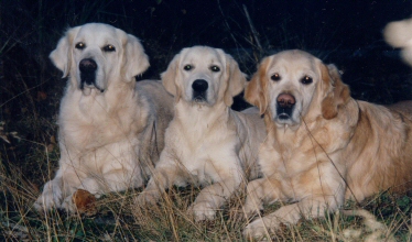 Cassia, Dijou und Perdy in 12. 1999